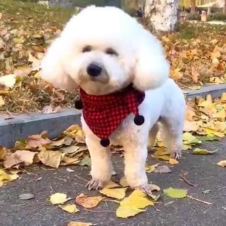 Cute Pet Bandana